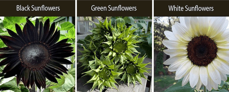 black sunflower green sunflower white sunflower varieties